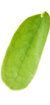 hojita_6